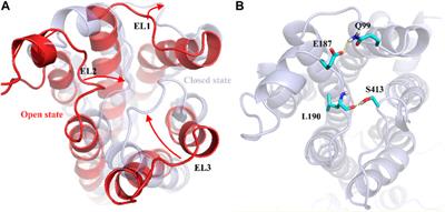 Study of tyramine-binding mechanism and insecticidal activity of oil extracted from Eucalyptus against Sitophilus oryzae